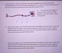 2. Voltage gated Na+ channels have three state: open, closed and inactivated. Observe the
following diagram of a neuron. The place marked with a "X" is where an action potential has just
occurred. The circle marks where an action potential is about to occur.
a.
At each arrow in the diagram,
A, B & C, indicate whether voltage
gated Na+ channels are open, closed
or inactivated.
C
В
A
b. What would happen if you inserted an electrode in the middle of an axon that is at rest, and
thereby induced a change in the membrane potential at that location to make it -40mV?
Would an action potential result? Yes or No. If Yes, how would this be similar or different
from a normal action potential? Explain briefly.
What would happen if you inserted an electrode in the middle of an axon that is at rest, and
thereby induced a change in the membrane potential at that location to make it -60mV?
Would an action potential result? Yes or No. If Yes, how would this be similar or different
from a normal action potential? Explain briefly.
С.
