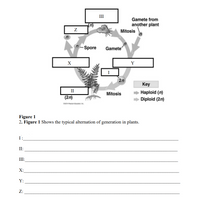 III
Gamete from
(n)
another plant
Mitosis
n-Spore
Gamete
X
Y
I
2n
Key
II
> Haploid (n)
> Diploid (2n)
Mitosis
(2n)
02014 Pearson Education, Inc.
Figure 1
2. Figure 1 Shows the typical alternation of generation in plants.
I:
II:
III:
X:
Y:
Z:
