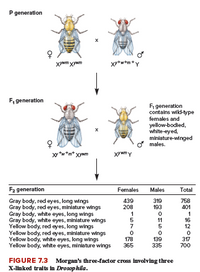 P generation
Xytwtm+y
F, generation
F, generation
contains wikd-type
females and
yellow-bodled,
white-eyed,
miniature-winged
males.
xytw*m* xywm
F2 generation
Females
Males
Total
Gray body, red eyes, long wings
Gray body, red eyes, miniature wings
Gray body, white eyes, long wings
Gray body, white eyes, miniature wings
Yellow body, red eyes, long wings
Yellow body, red eyes, miniature wings
Yellow body, white eyes, long wings
Yellow body, white eyes, miniature wings
439
208
319
193
758
401
1
11
5
1
16
12
7
178
365
139
335
317
700
FIGURE 7.3 Morgan's three-factor cross involving three
X-linked traits in Drosophila.
-O70
