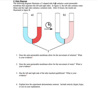 U-Tube Diagram
The following diagram illustrates a U-shaped tube that contains a semi-permeable
membrane that separates the left and right sides. In figure A, the left side contains water
(blue) and the right side contains a solution (red). After 24 hours, the results are
illustrated in figure B.
a)
b)
1. Does the semi-permeable membrane allow for the movement of solution? What
is your evidence?
2. Does the semi-permeable membrane allow for the movement of water? What is
your evidence?
3. Has the left and right side of the tube reached equilibrium? What is your
evidence?
4. Explain how the experiment demonstrates osmosis. Include tonicity (hyper, hypo,
or iso) in your explanation.
