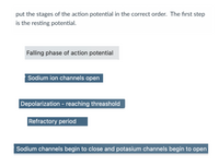 put the stages of the action potential in the correct order. The first step
is the resting potential.
Falling phase of action potential
Sodium ion channels open
Depolarization - reaching threashold
Refractory period
Sodium channels begin to close and potasium channels begin to open
