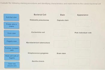 Evaluate the following staining procedures and identifying characteristics and match them to the correct bacterial cell
Acid-fast stain
Purple cells in
chains
Gram stain
Flagella stain
Fuchsia, clumped
cells
Rods with tufts of
flagella
Clear halo
around cells
Bacterial Cell
Klebsiella pneumoniae
Escherichia coli
Mycobacterium tuberculosis
Streptococcus pyogenes
Bacillus brevis
Stain
Capsule stain
Gram stain
Appearance.
Pink individual rods