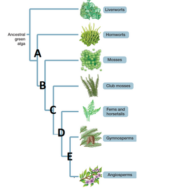 Answered: Identify the node representing a common… | bartleby