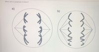 Which cell is in anaphase of mitosis?
a)
b)
