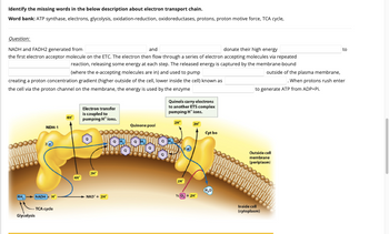 Identify the missing words in the below description about electron transport chain.
Word bank: ATP synthase, electrons, glycolysis, oxidation-reduction, oxidoreductases, protons, proton motive force, TCA cycle,
Question:
NADH and FADH2 generated from
and
donate their high energy
the first electron acceptor molecule on the ETC. The electron then flow through a series of electron accepting molecules via repeated
reaction, releasing some energy at each step. The released energy is captured by the membrane-bound
(where the e-accepting molecules are in) and used to pump
creating a proton concentration gradient (higher outside of the cell, lower inside the cell) known as
the cell via the proton channel on the membrane, the energy is used by the enzyme
RH
Glycolysis
NDH-1
NADH+H
TCA cycle
4H¹
4H
Electron transfer
is coupled to
pumping H* ions.
2H
NAD + 2H*
Quinone pool
Quinols carry electrons
to another ETS complex
pumping H* ions.
2H*
Wan
SIGH
2H
2H*
½20₂ + 2H*
Cyt bo
to generate ATP from ADP+Pi.
outside of the plasma membrane,
. When protons rush enter
Outside cell
membrane
(periplasm)
Inside cell
(cytoplasm)
to