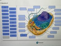 - 6 Question 6
ECM
lysosome
flagellum
microtubule
centrosome
rough ER
smooth ER
nucleolus
nuclear pore
nucleus
peroxisome
plasma
membrane
intermediate
filament
mitochondrion
vesicles
microfilament
Golgi apparatus
microvilli
ribosome
P Pearson
