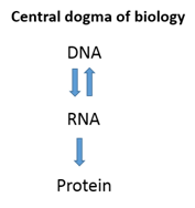 EBK ANATOMY & PHYSIOLOGY: THE UNITY OF, Chapter 4.2, Problem 4AYLO 