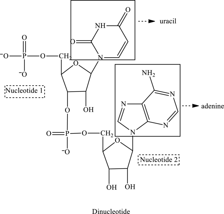 general nucleotide structure
