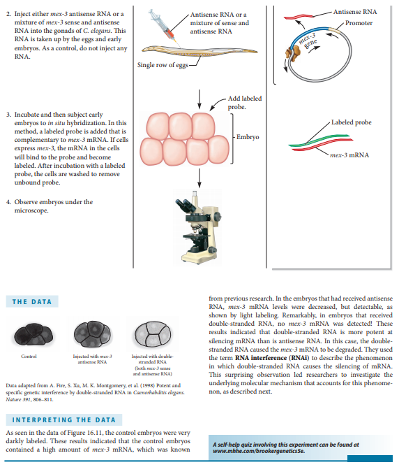 Chapter 16, Problem 6EQ, E6. In Experiment 16A by Fire and Mello, were they injecting pre  miRNA or pre  siRNA? Explain. , example  2