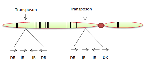 Genetics: Analysis and Principles, Chapter 19, Problem 26CONQ 