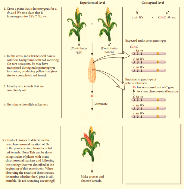 Genetics: Analysis and Principles, Chapter 19, Problem 2EQ 