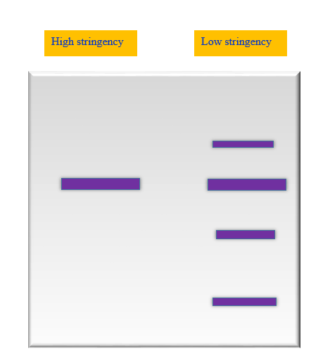 Genetics: Analysis and Principles, Chapter 20, Problem 18EQ 