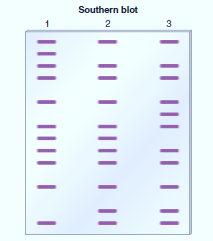 Genetics: Analysis and Principles, Chapter 20, Problem 24EQ 