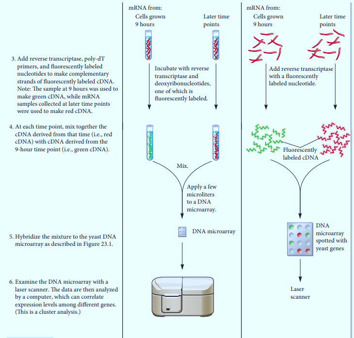 Genetics: Analysis and Principles, Chapter 23, Problem 2EQ , additional homework tip  2