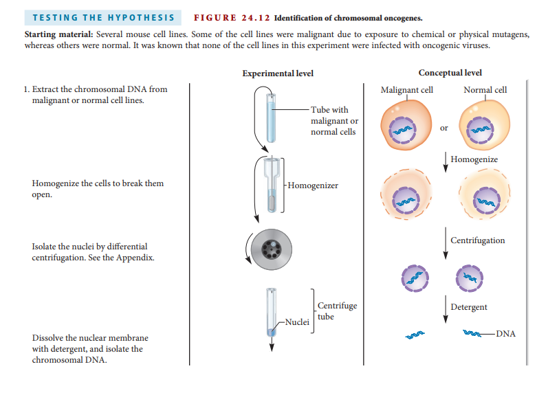 Chapter 24, Problem 7EQ, E7. Lets suppose a cell line has become malignant because it has accumulated mutations that , example  1