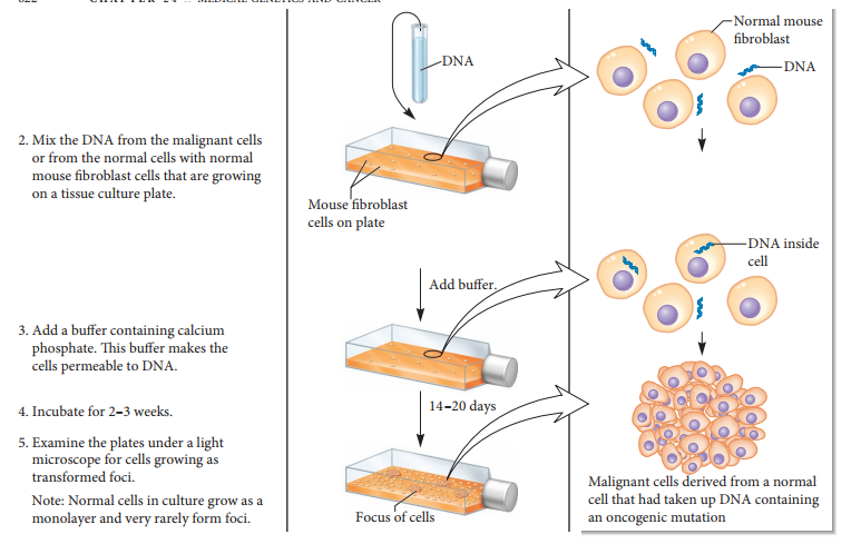 Chapter 24, Problem 7EQ, E7. Lets suppose a cell line has become malignant because it has accumulated mutations that , example  2