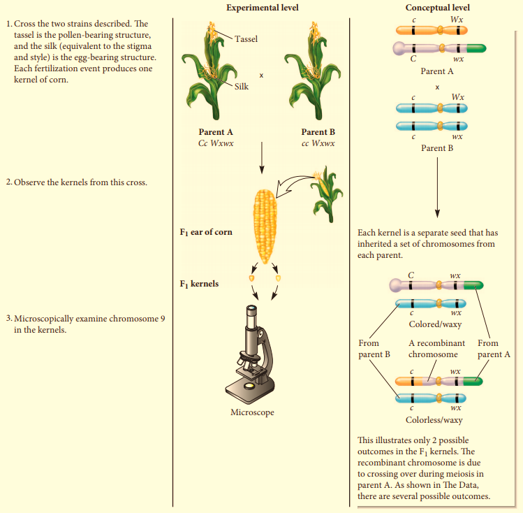 creighton and mcclintock experiment in maize