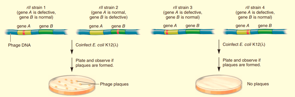 Genetics: Analysis and Principles, Chapter 7, Problem 18EQ 