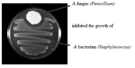 Microbiology Fundamentals: A Clinical Approach - Standalone book, Chapter 4, Problem 3CT 