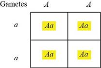 BIOLOGY:CONCEPTS+INVESTIGATIONS (LL)W/AC, Chapter 10, Problem 5GP , additional homework tip  1