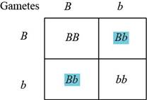 BIOLOGY:CONCEPTS+INVESTIGATIONS (LL)W/AC, Chapter 10, Problem 5GP , additional homework tip  2