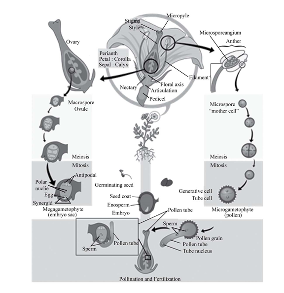 Essentials of Biology, Chapter 18.2, Problem 4CYP , additional homework tip  2