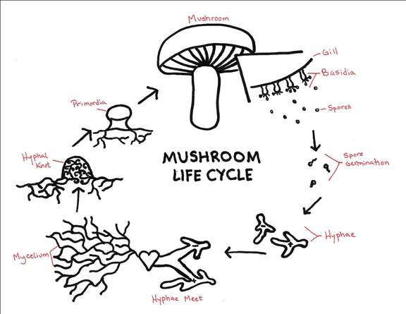 Essentials of Biology, Chapter 18.3, Problem 3LO , additional homework tip  2