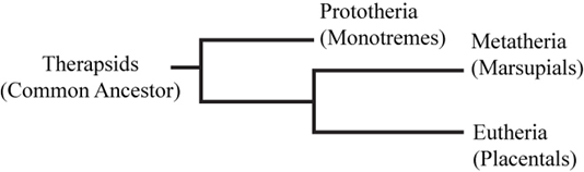 Essentials of Biology, Chapter 19.5, Problem 2CYP 