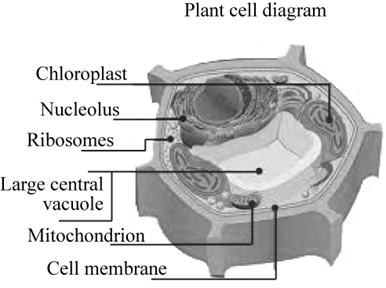 Essentials of Biology, Chapter 21, Problem S4.4CTC 