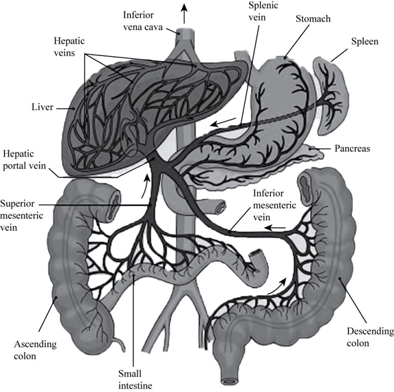 Essentials of Biology, Chapter 23, Problem S24.3CTC 