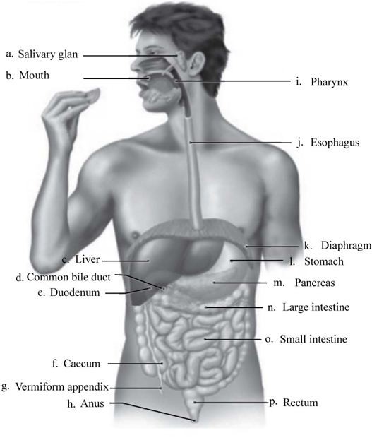 Essentials of Biology, Chapter 24.3, Problem 11A 