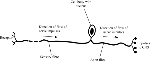 Essentials of Biology, Chapter 28, Problem S27.1CTC 