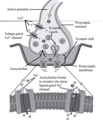 EBK ESSENTIALS OF BIOLOGY, Chapter 28, Problem S27.1aCTC , additional homework tip  2