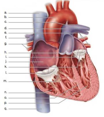 Chapter 32, Problem 11A, Label this diagram of the heart. 