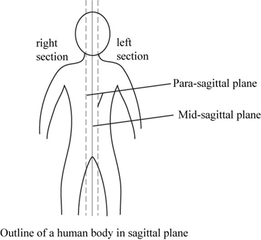 HOLE'S HUMAN ANATOMY+PHYSIOLOGY-ACCESS, Chapter 1, Problem 24CA 