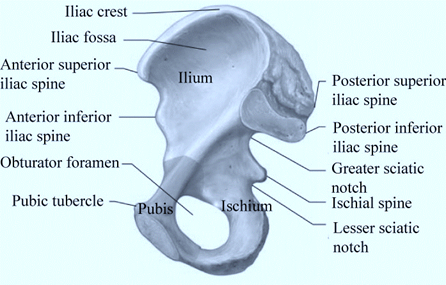 Hole's Human Anatomy & Physiology With Connect Access Card, Chapter 7, Problem 27CA , additional homework tip  1