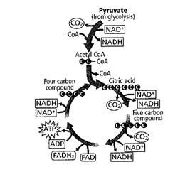 Biology Illinois Edition (Glencoe Science), Chapter 11, Problem 18STP 