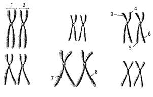 Biology Illinois Edition (Glencoe Science), Chapter 11, Problem 4STP 