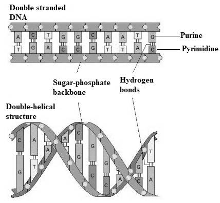 Biology Illinois Edition (Glencoe Science), Chapter 12, Problem 42A 