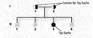 Biology Illinois Edition (Glencoe Science), Chapter 14, Problem 38A 