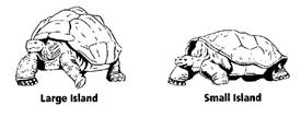 Biology Illinois Edition (Glencoe Science), Chapter 15, Problem 3STP 