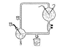 Biology Illinois Edition (Glencoe Science), Chapter 15, Problem 9STP 