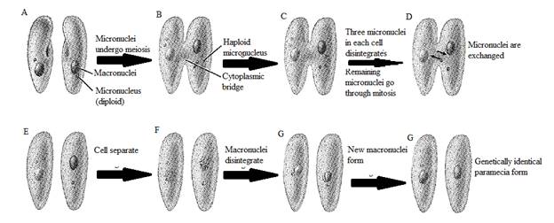 Biology Illinois Edition (Glencoe Science), Chapter 19, Problem 18A 