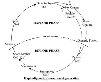 Biology Illinois Edition (Glencoe Science), Chapter 19, Problem 31A 