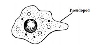 Biology Illinois Edition (Glencoe Science), Chapter 19, Problem 6STP 