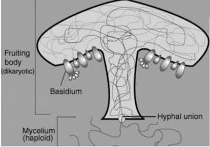 Biology Illinois Edition (Glencoe Science), Chapter 20, Problem 23A 