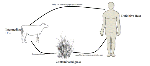 Biology Illinois Edition (Glencoe Science), Chapter 25, Problem 16A 