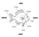 Biology Illinois Edition (Glencoe Science), Chapter 28, Problem 15A , additional homework tip  2