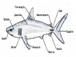 Biology Illinois Edition (Glencoe Science), Chapter 28, Problem 15A , additional homework tip  3