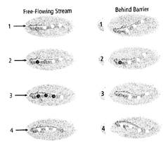 Biology Illinois Edition (Glencoe Science), Chapter 28, Problem 16A , additional homework tip  1